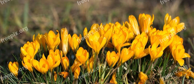 Crocus Flowers Yellow Spring Flower Spring