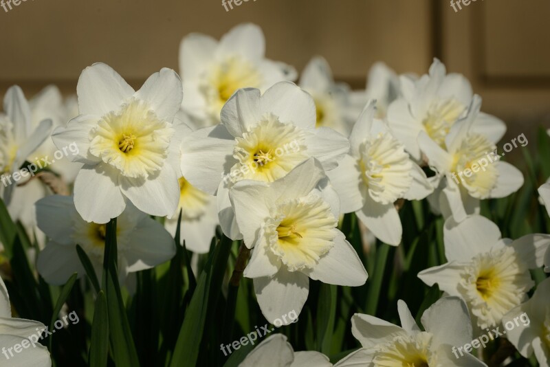 Daffodils Narcissus Daffodil Spring Flower