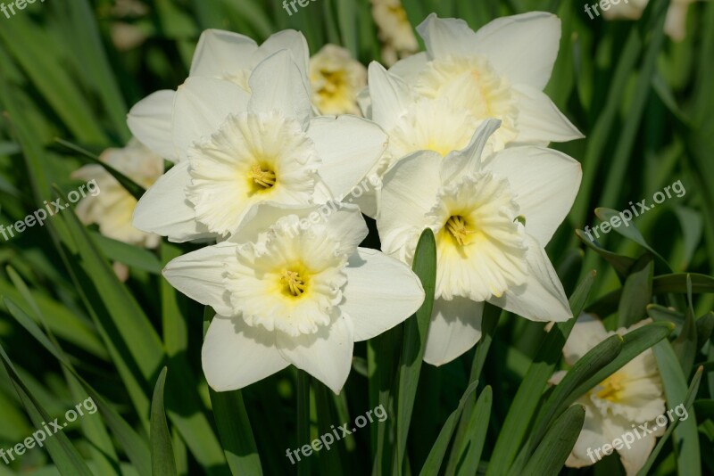 Daffodils Narcissus Daffodil Spring Flower