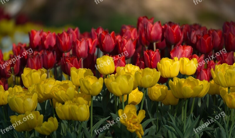 Tulips Flowers Spring Flower Yellow