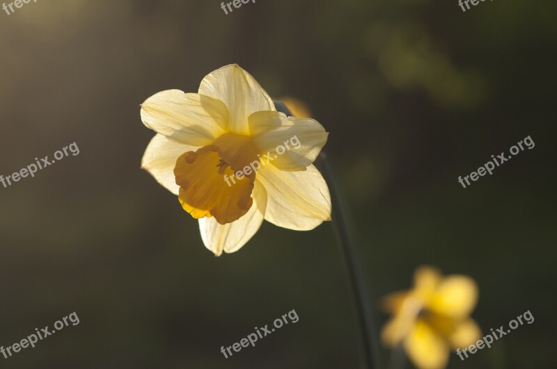 Spring Narcis Sun Yellow Season