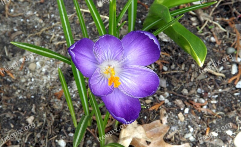 Flower Krokus One Plant Spring