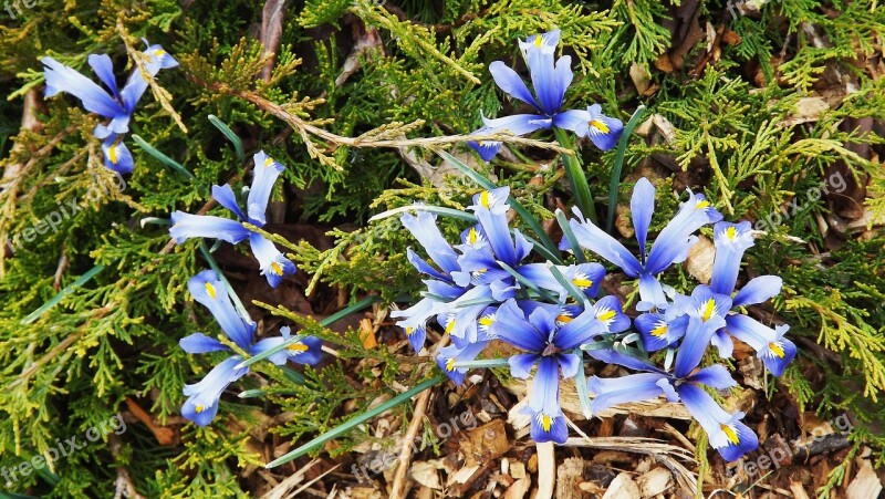 Flowers Spring Irises Garden Nature