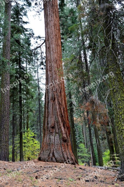 Sequoia Usa Yosemite Park California Free Photos