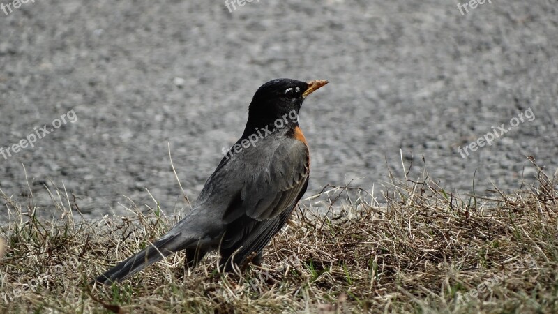 Robin Bird Standing Free Photos