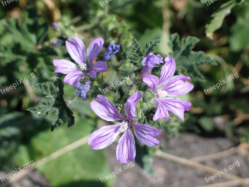 Purple Flower Nature Purple Flower Purple Flowers