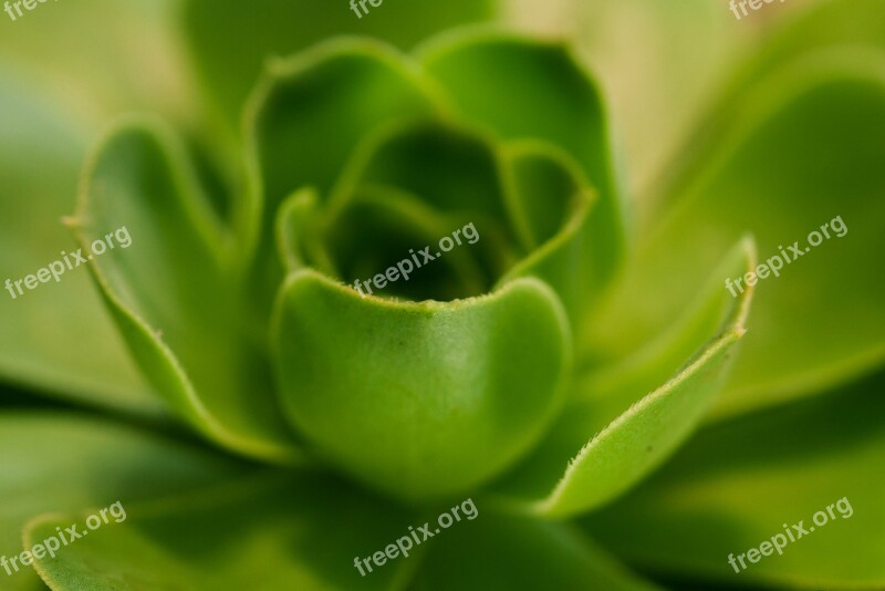 Flower Plant Green Nature Potted Plant