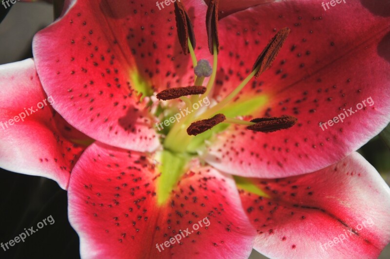 Blossom Bloom Close Up Pistil Lily