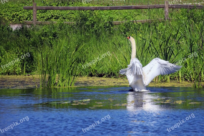 Swan Pond White Water Lake