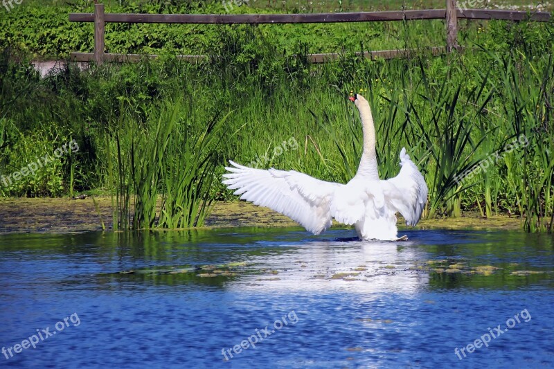 Swan Pond White Water Lake