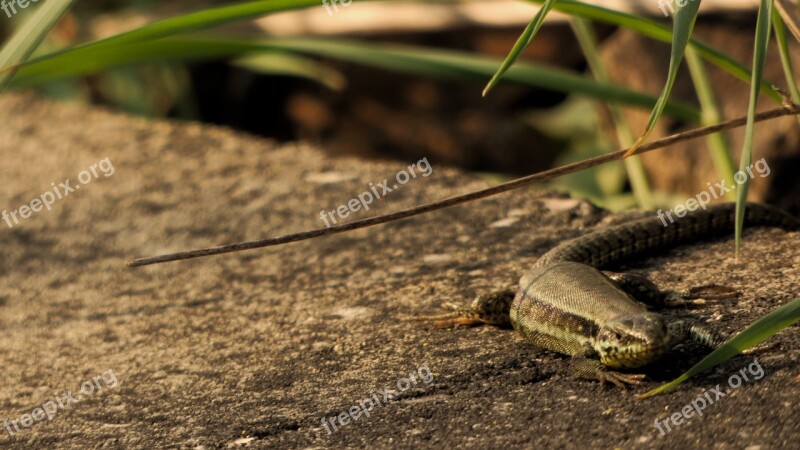 Lizard Spring Stone Train Gleise