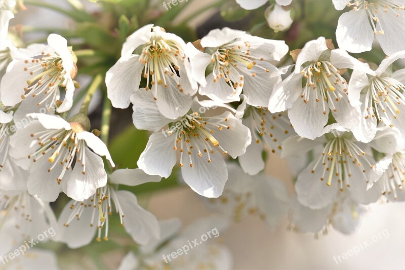 Cherry Blossoms Flowers Leaves Cherry Tree Plant