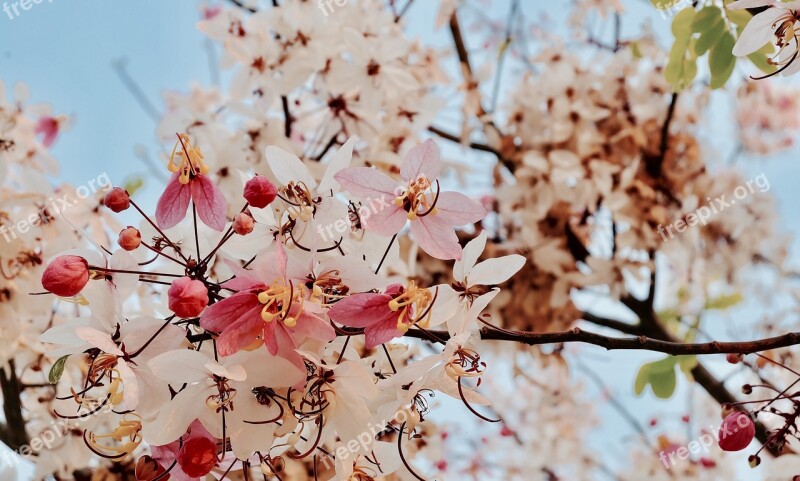 Sakura Flowers Pink Giant Tiger Free Photos