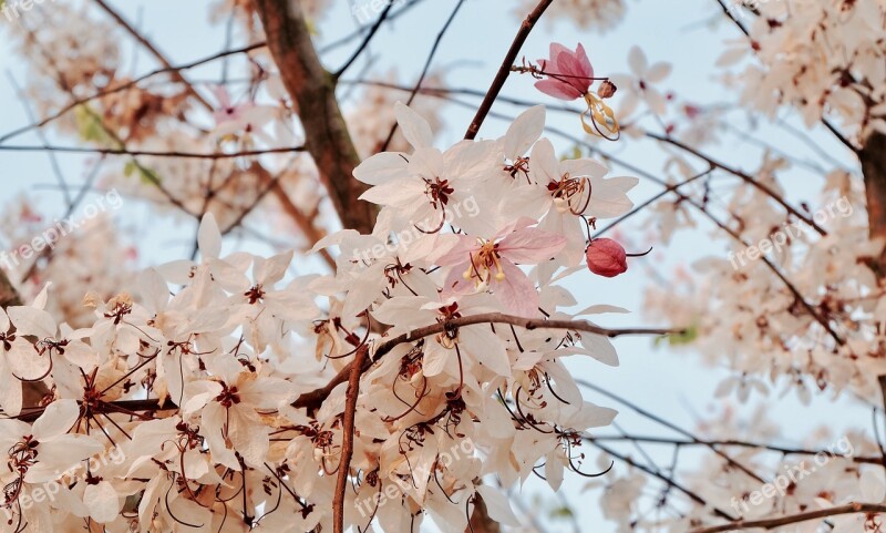 Sakura Flowers Pink Giant Tiger Free Photos