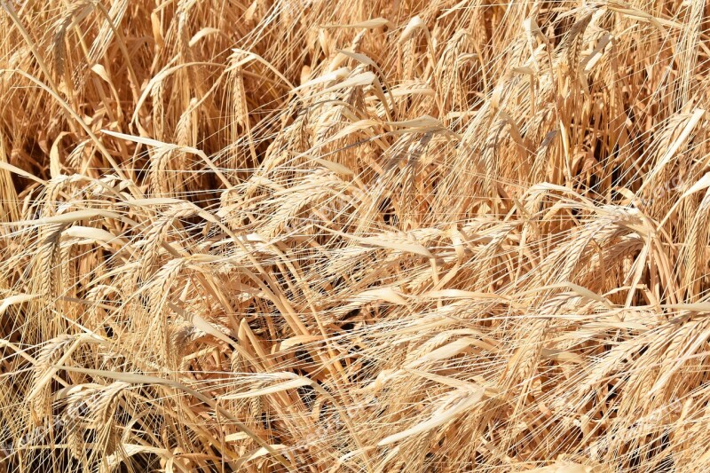 Wheat Cereal Laid Agriculture Mature