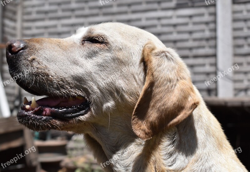 Dog Animal Labrador Attentive Free Photos