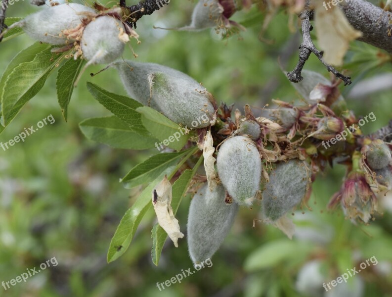 Almonds Agriculture Nut Healthy Nature