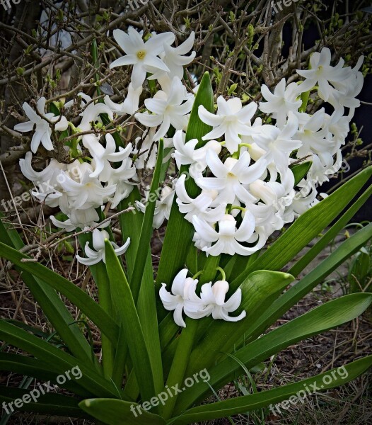 Plant Hyacinth Flower White Flowers Asparagus Plant