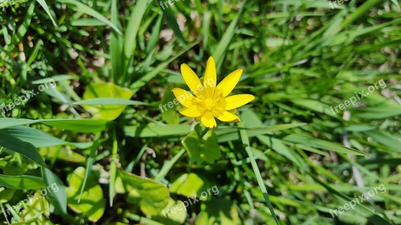 Ficaria Verna Lesser Celandine Fig Buttercup Celandine Ficaria