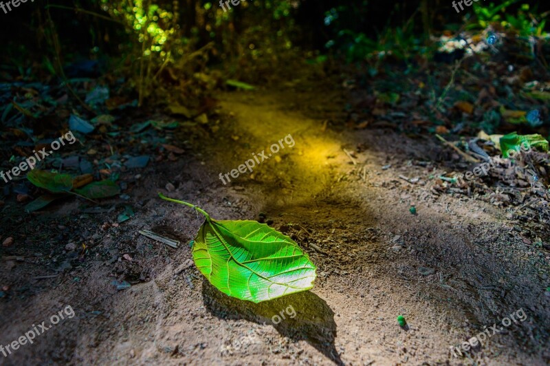 Nature Garden Flower Spring Green