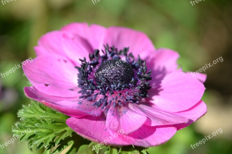 Shrub Perennials Greenhouse Flower Pink Bloom