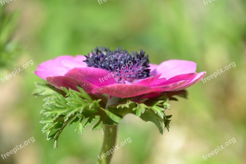 Shrub Perennials Greenhouse Flower Pink Bloom