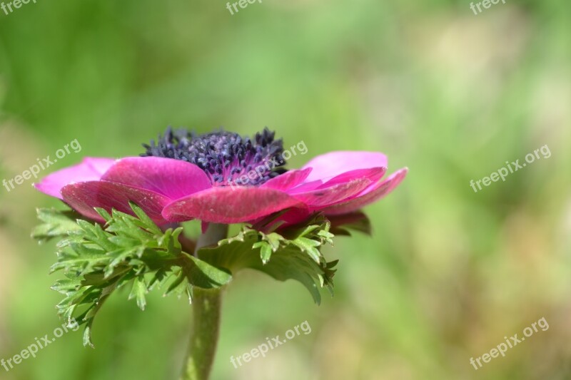 Shrub Perennials Greenhouse Flower Pink Bloom