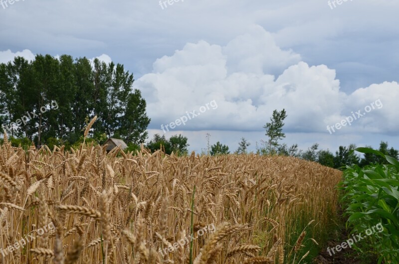 Field Cornfield Agriculture Nature Corn