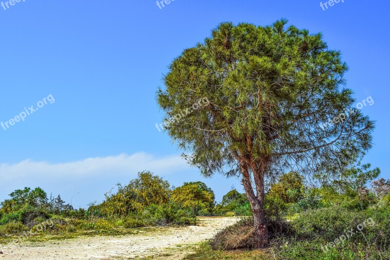 Tree Coppice Nature Landscape Scenery