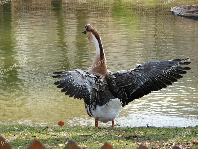 Greylag Goose Bird Animal Free Photos