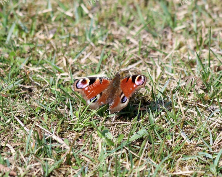 Admiral Butterfly New Forest Nature Insect