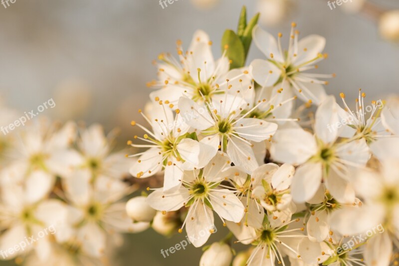 Flower Flowers Plum Nature Spring