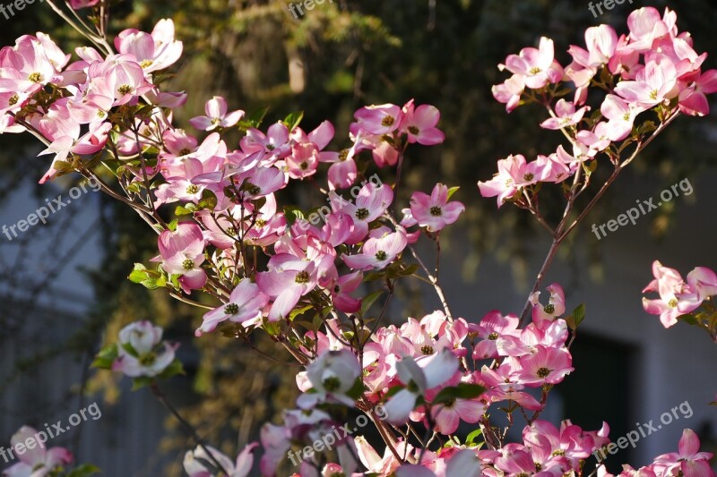 Spring Meran Still Life Flowers Close Up