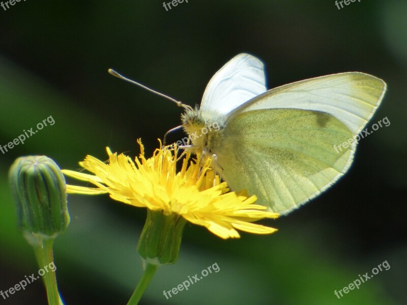 Butterfly White Butterfly Libar Flower Dandelion Blanqueta Cabbage