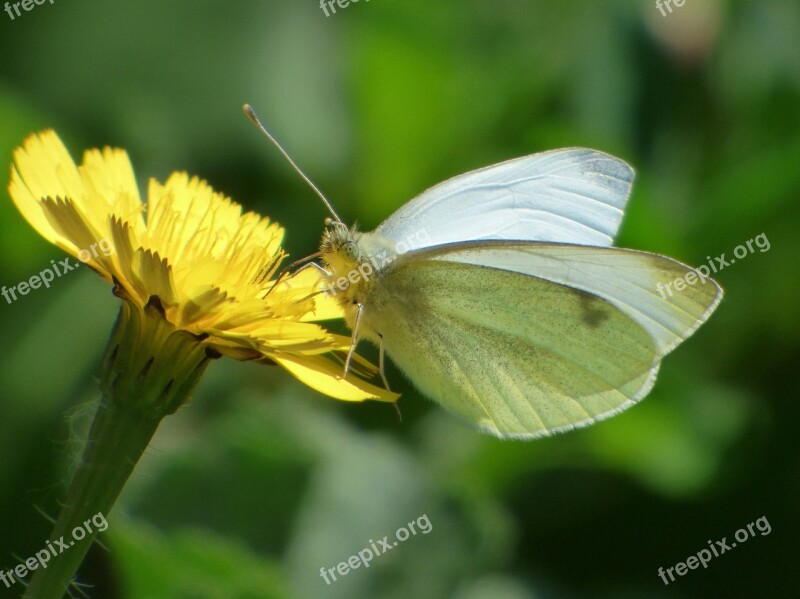 Butterfly White Butterfly Libar Flower Dandelion Blanqueta Cabbage