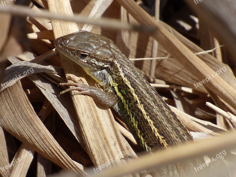 Lizard Sargantana Reptile Detail Scales