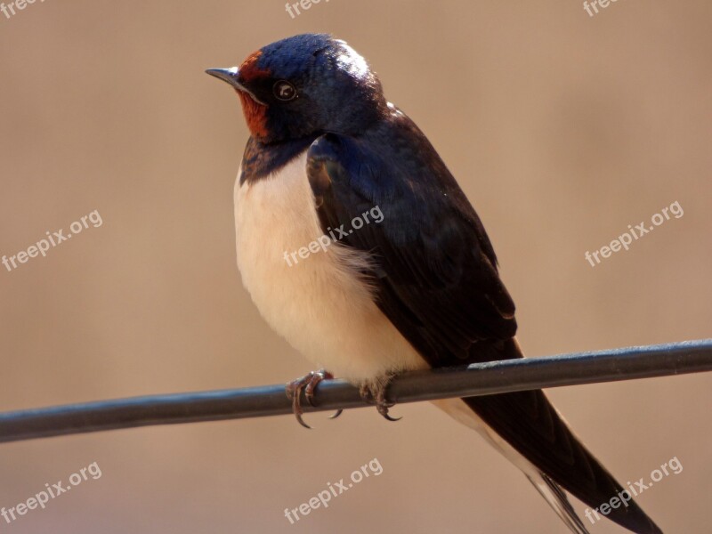 Londrina Oreneta Hirundo Hirundo Rustica Cable