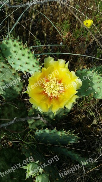 Cactus Flower Yellow Flower Cactus Prickly Blooming