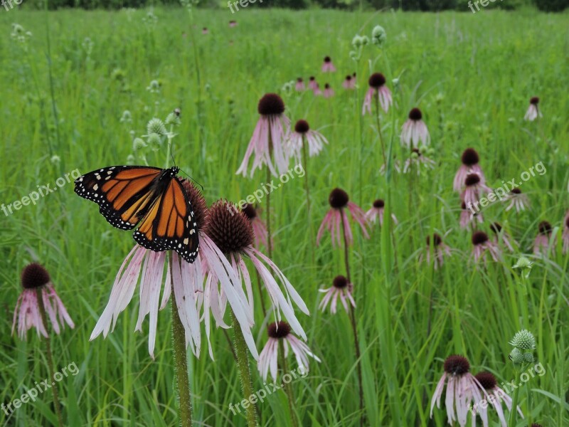 Butterfly Monarch Field Prairie Wildflowers