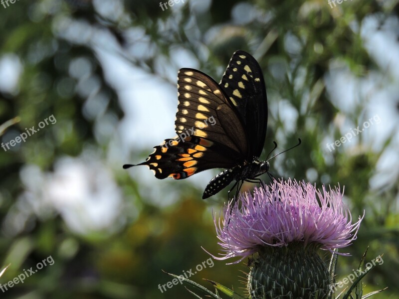 Butterfly Tiger Swallowtail Thistle Wildlife Wildflower