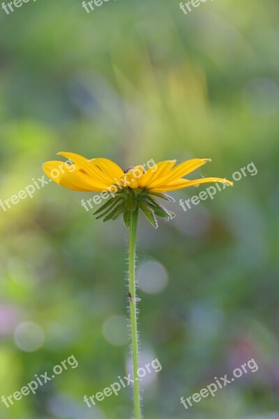 Flower Yellow Black Eyed Susan Prairie Wildflower