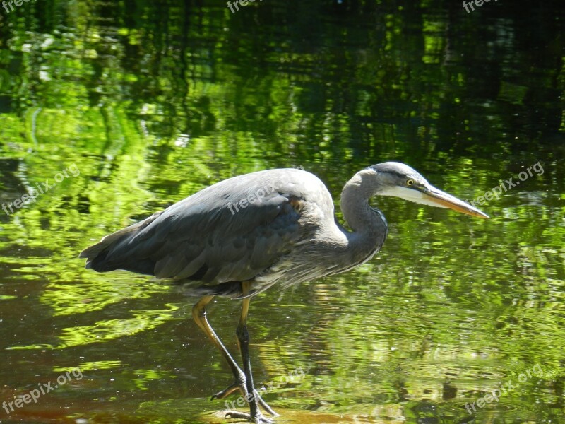 Birds Stanley Park Park Stanley Water