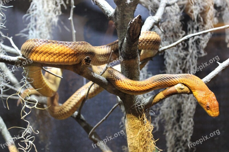 Snakes Serpents Animals Free Photos