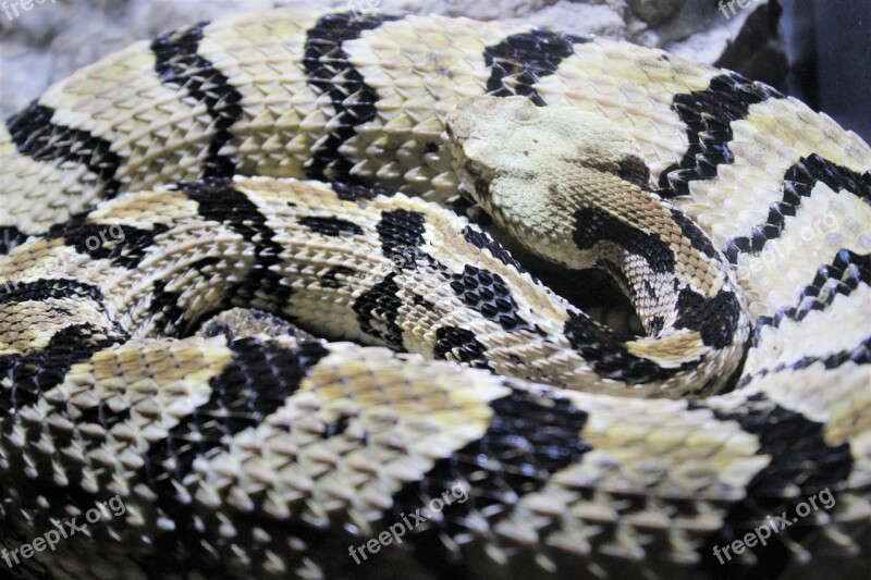 Snakes Animals Serpent Free Photos