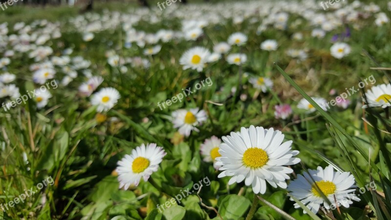 Daisy White In The Grass Plant Flower