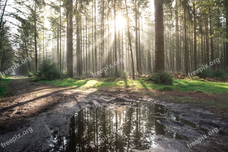 Forest Sun Shadow Green Yellow