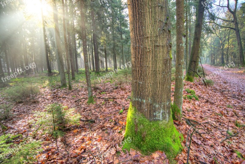 Forest Sun Shadow Green Yellow