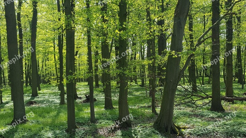 Forest Forest Floor Spring Green Deciduous Forest