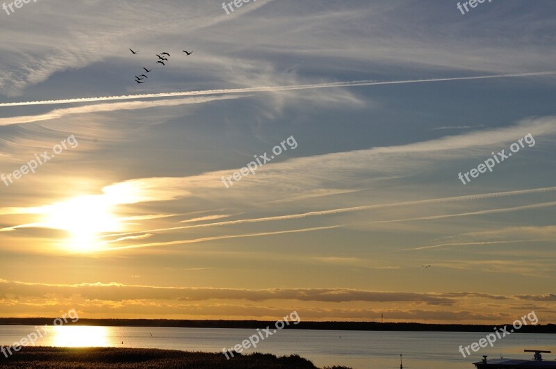 Cranes Nature Sunset Animal World Migratory Birds