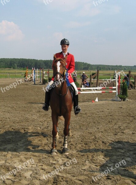 Horse Novisad Serbia Groin Landscape